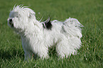 Tibetan Terrier