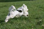 Tibetan Terrier