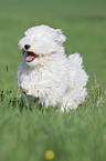 Tibetan Terrier