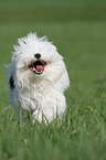 Tibetan Terrier