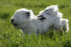 Tibetan Terrier