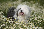 tibetan terrier