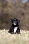 Tibet-Terrier Puppy