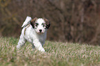 Tibet-Terrier Puppy