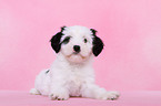 Tibet-Terrier Puppy