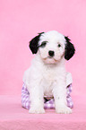 Tibet-Terrier Puppy