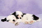 Tibet-Terrier Puppies