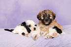 Tibet-Terrier Puppies