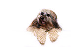 lying Tibetan Terrier