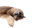 lying Tibetan Terrier