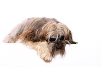 lying Tibetan Terrier