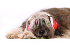 lying Tibetan Terrier