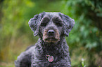Tibetan terrier Portrait