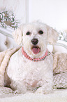 Tibetan Terrier in bed