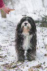 Tibetan Terrier in snow