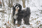 Tibetan Terrier in snow