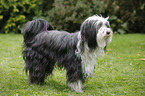 Tibetan Terrier