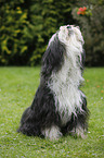 sitting Tibetan Terrier