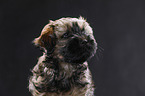 Tibetan Terrier Puppy