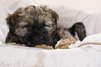 Tibetan Terrier Puppy