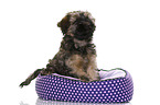Tibetan Terrier Puppy