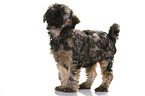 Tibetan Terrier Puppy