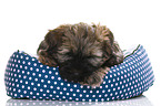 Tibetan Terrier Puppy