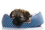 Tibetan Terrier Puppy