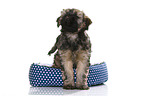 Tibetan Terrier Puppy