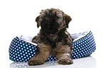 Tibetan Terrier Puppy