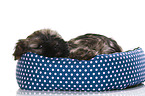 Tibetan Terrier Puppy