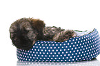 Tibetan Terrier Puppy