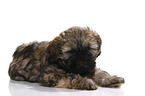 Tibetan Terrier Puppy