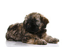 Tibetan Terrier Puppy