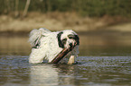 Tibetan Terrier in the water