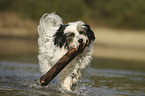 Tibetan Terrier in the water