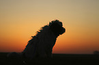 sitting Tibetan Terrier