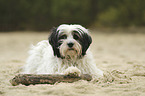 lying Tibetan Terrier