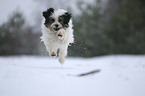 running Tibetan Terrier