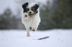 running Tibetan Terrier