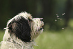 Tibetan Terrier portrait
