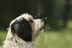 Tibetan Terrier portrait