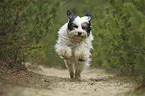 running Tibetan Terrier