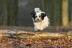 running Tibetan Terrier