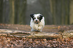 running Tibetan Terrier