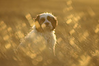 sitting Tibetan Terrier