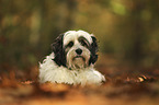 lying Tibetan Terrier