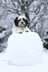 Tibetan Terrier