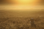 Tibetan Terrier
