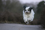 running Tibetan Terrier